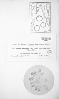 Puccinia sporoboli image